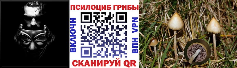 Купить где  Судак  Псилоцибиновые грибы GOLDEN TEACHER 